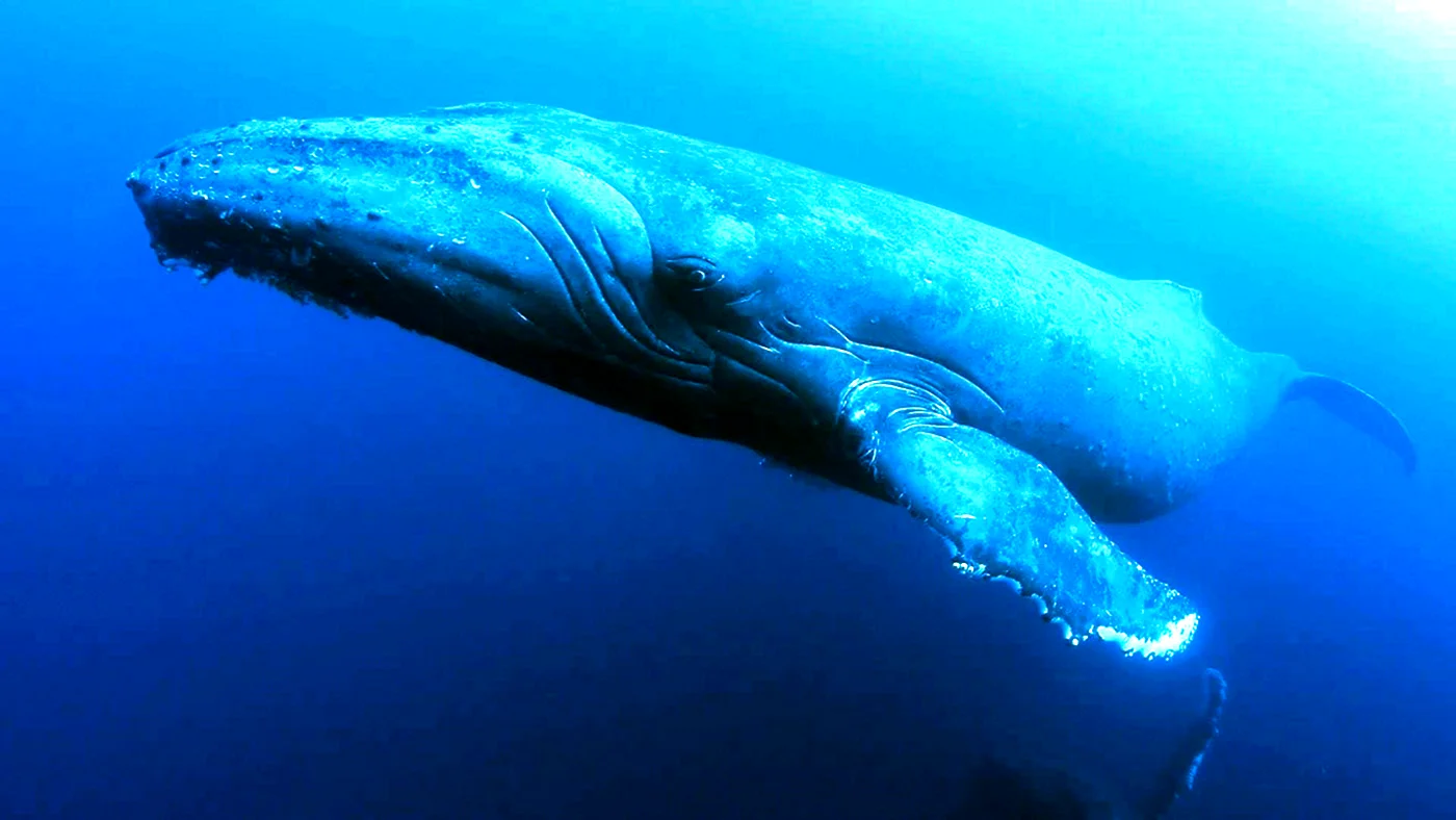 Голубой кит в Антарктиде