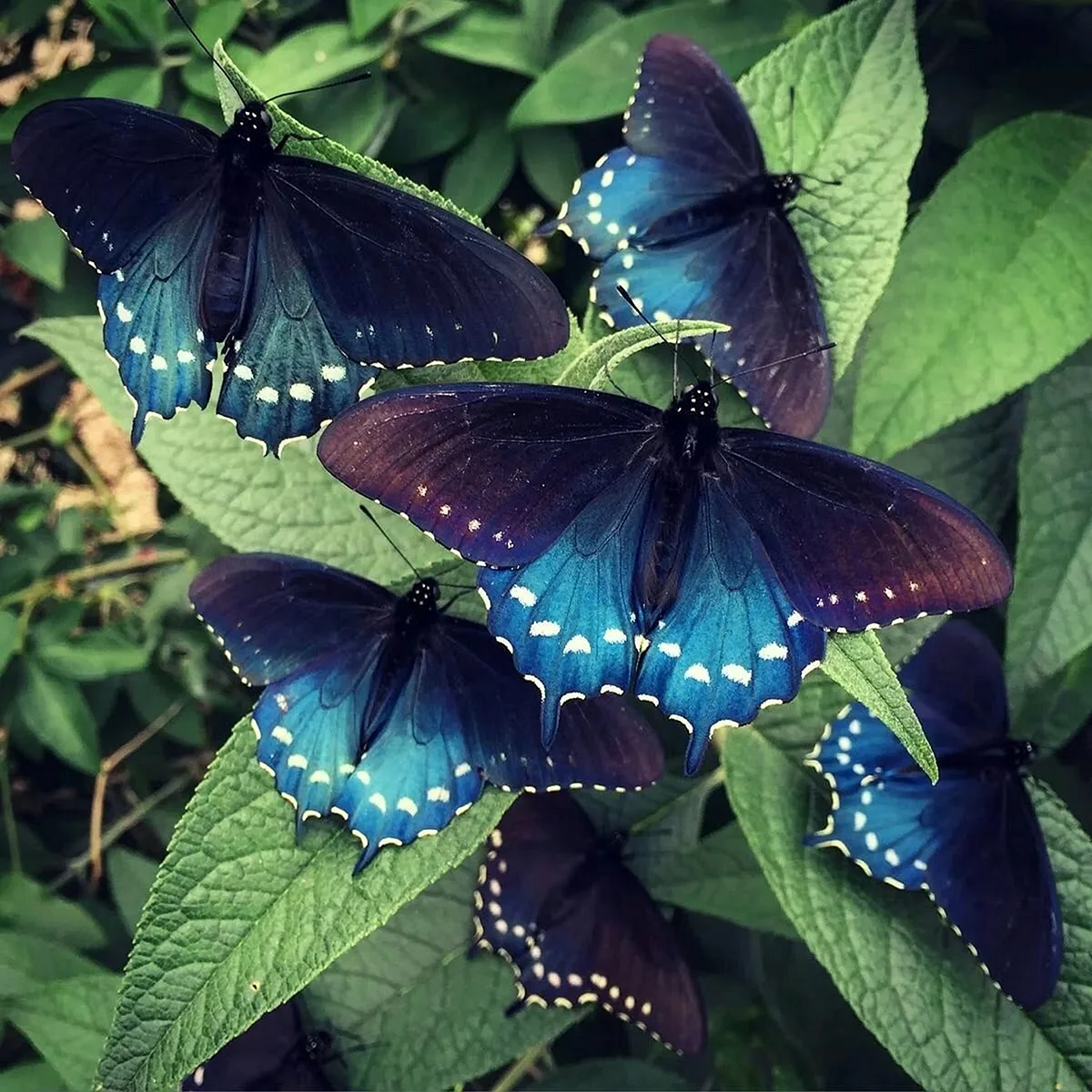 Голубой Махаон бабочка