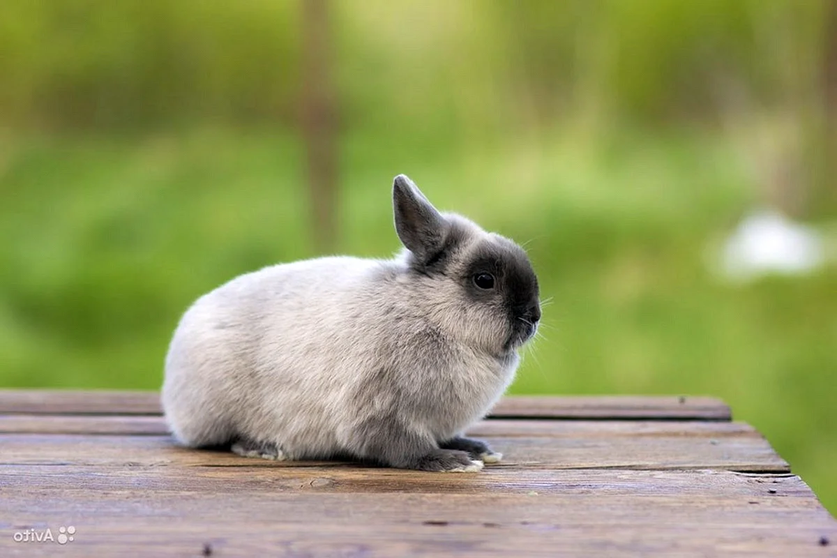 Голубой Мардер кролик карликовый