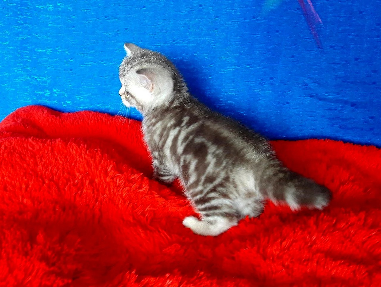 Голубой мраморный кот британец