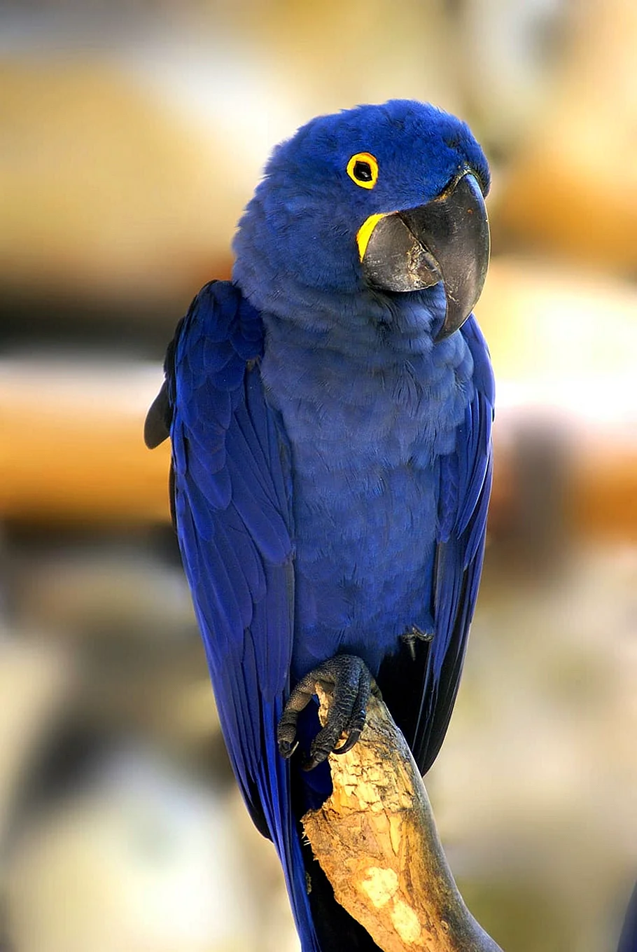 Голубой попугай ара