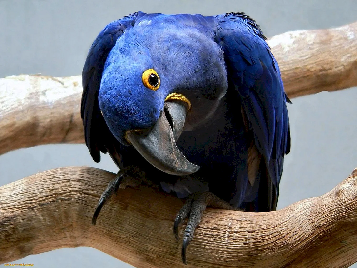 Голубой попугай ара