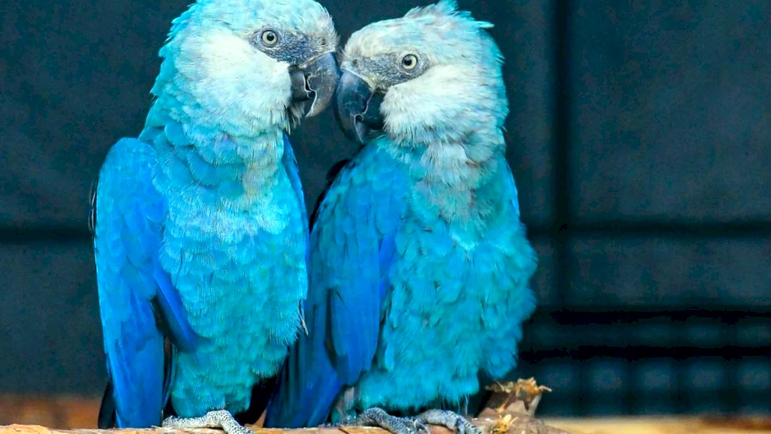 Голубой попугай Рио