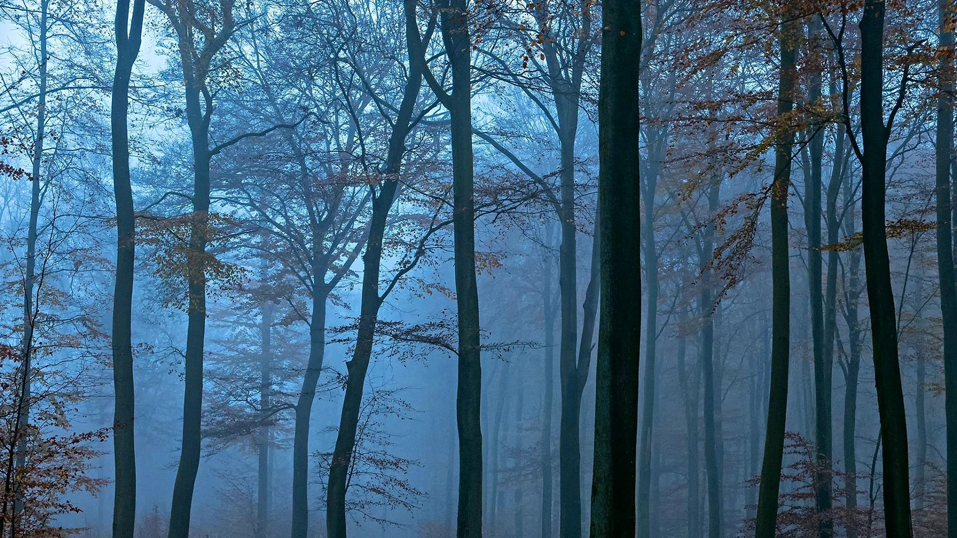 Голубой саксонский лес
