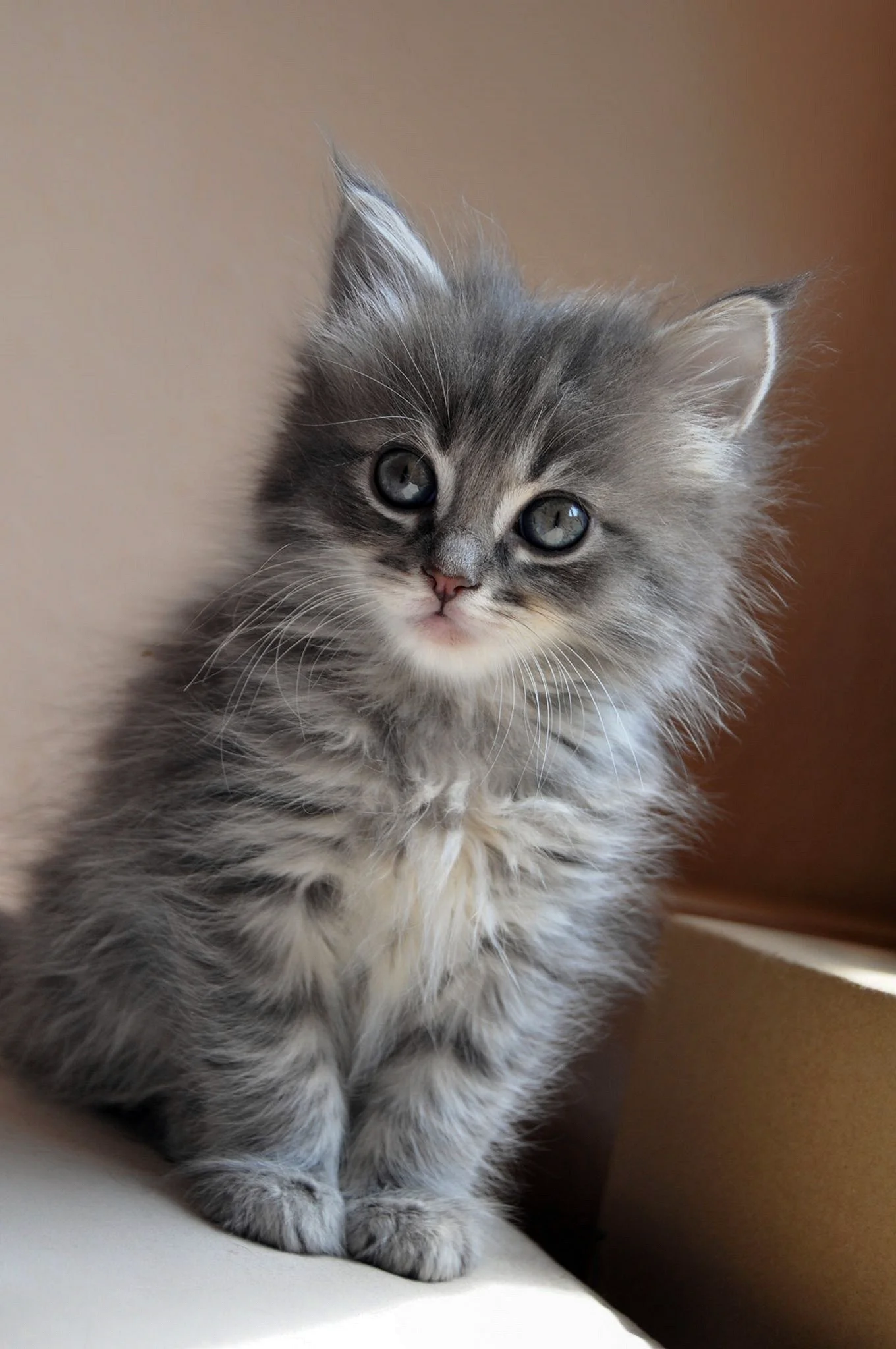 Голубой табби Сибирский котенок