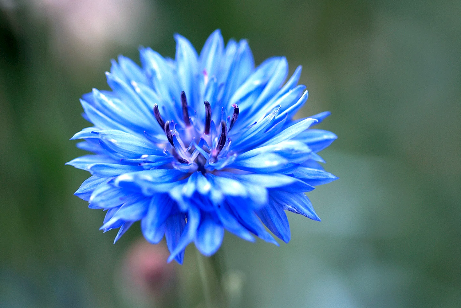 Голубой цветок Василек