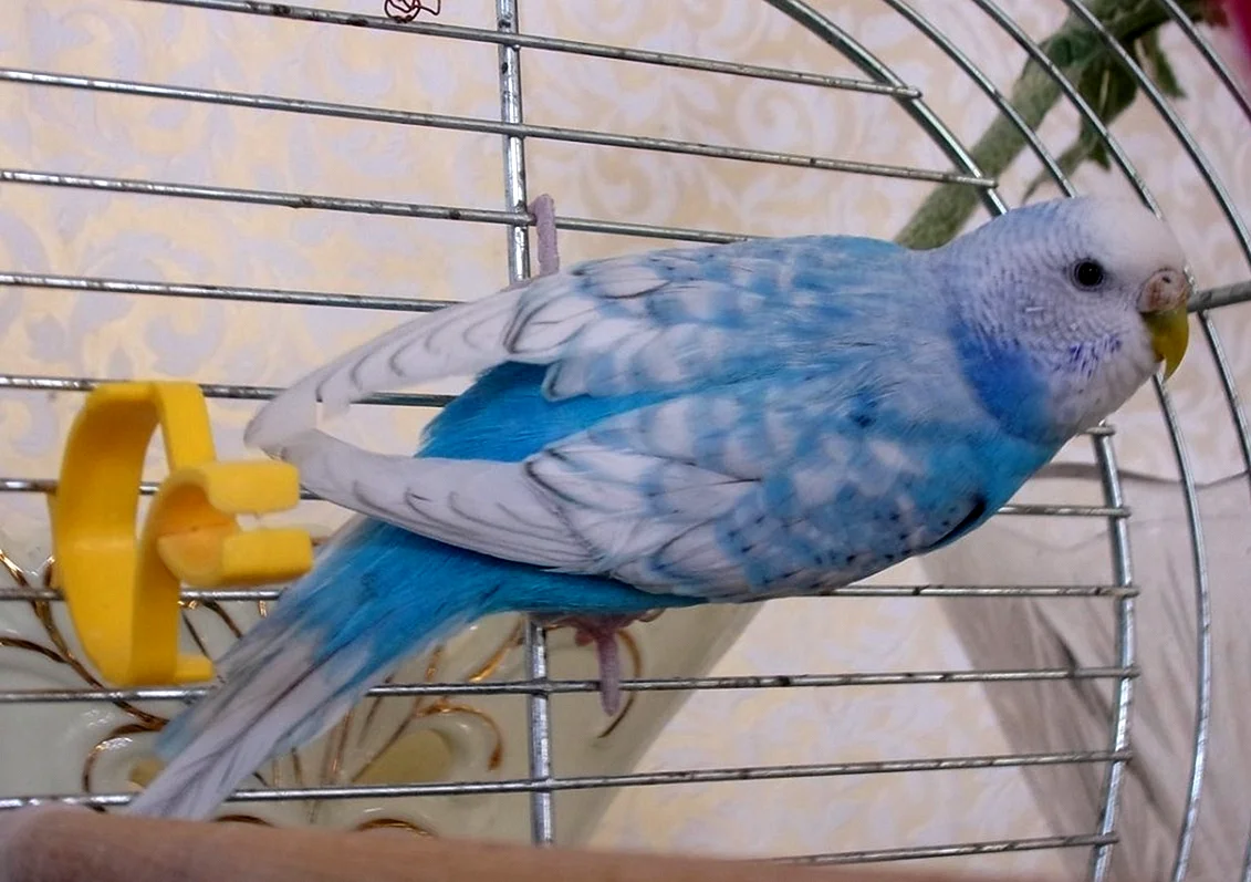 Голубой волнистых попугайчиков в клетке