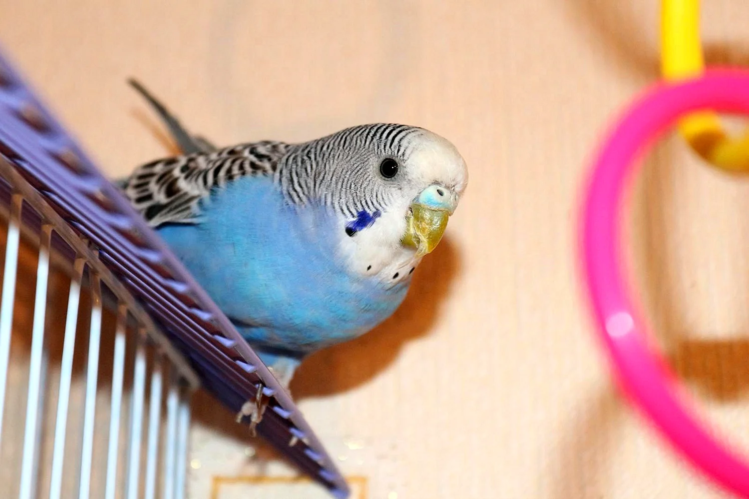 Голубой волнистых попугайчиков в клетке