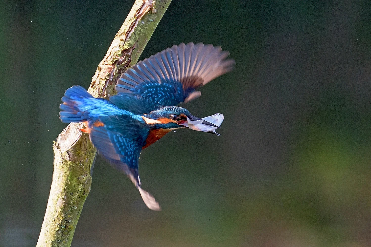 Голубой Зимородок птица