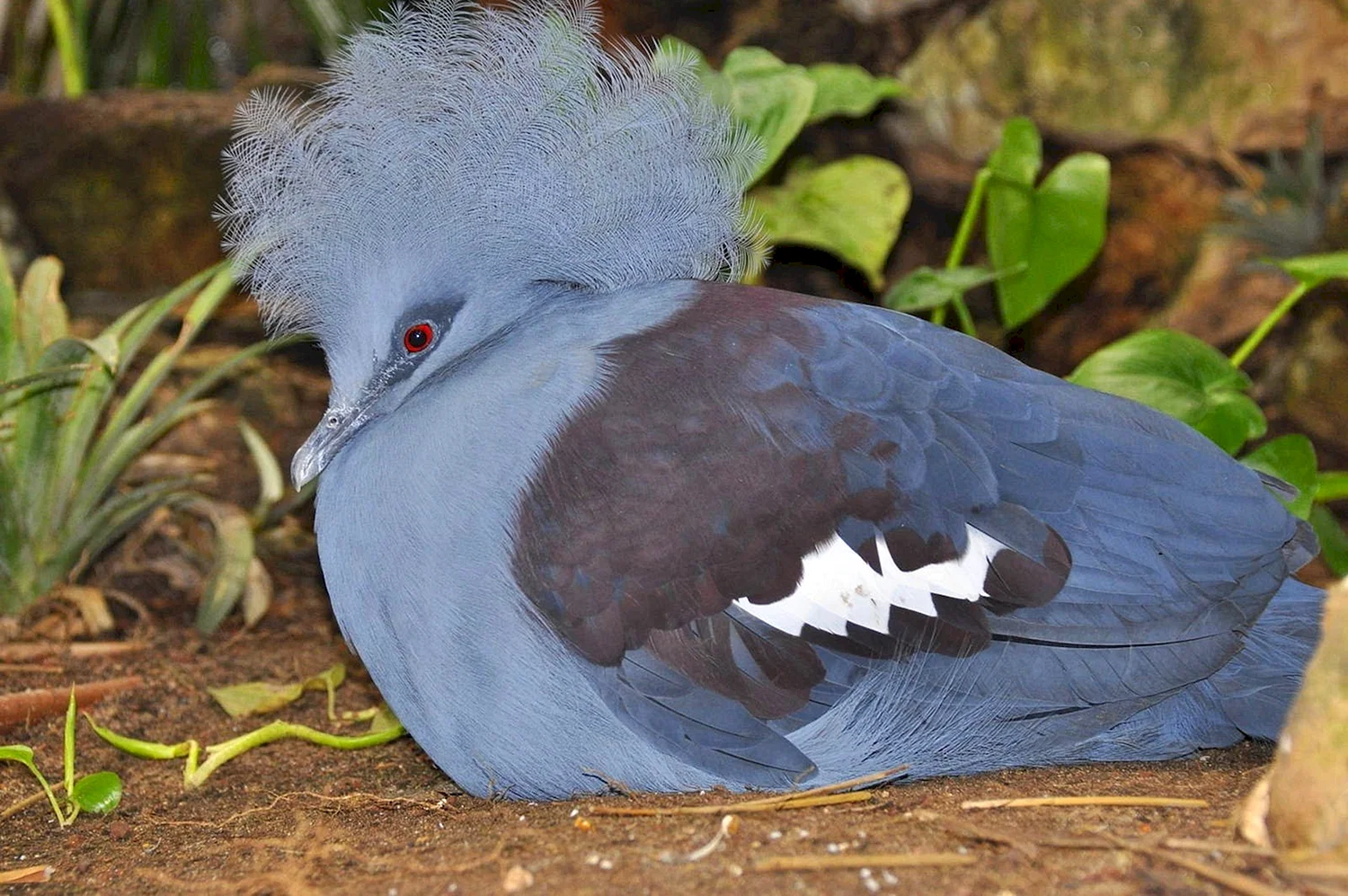 Голубохохлый венценосный голубь