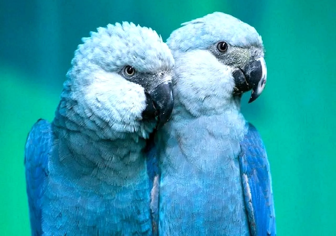 Голубые попугаи ара вымерли