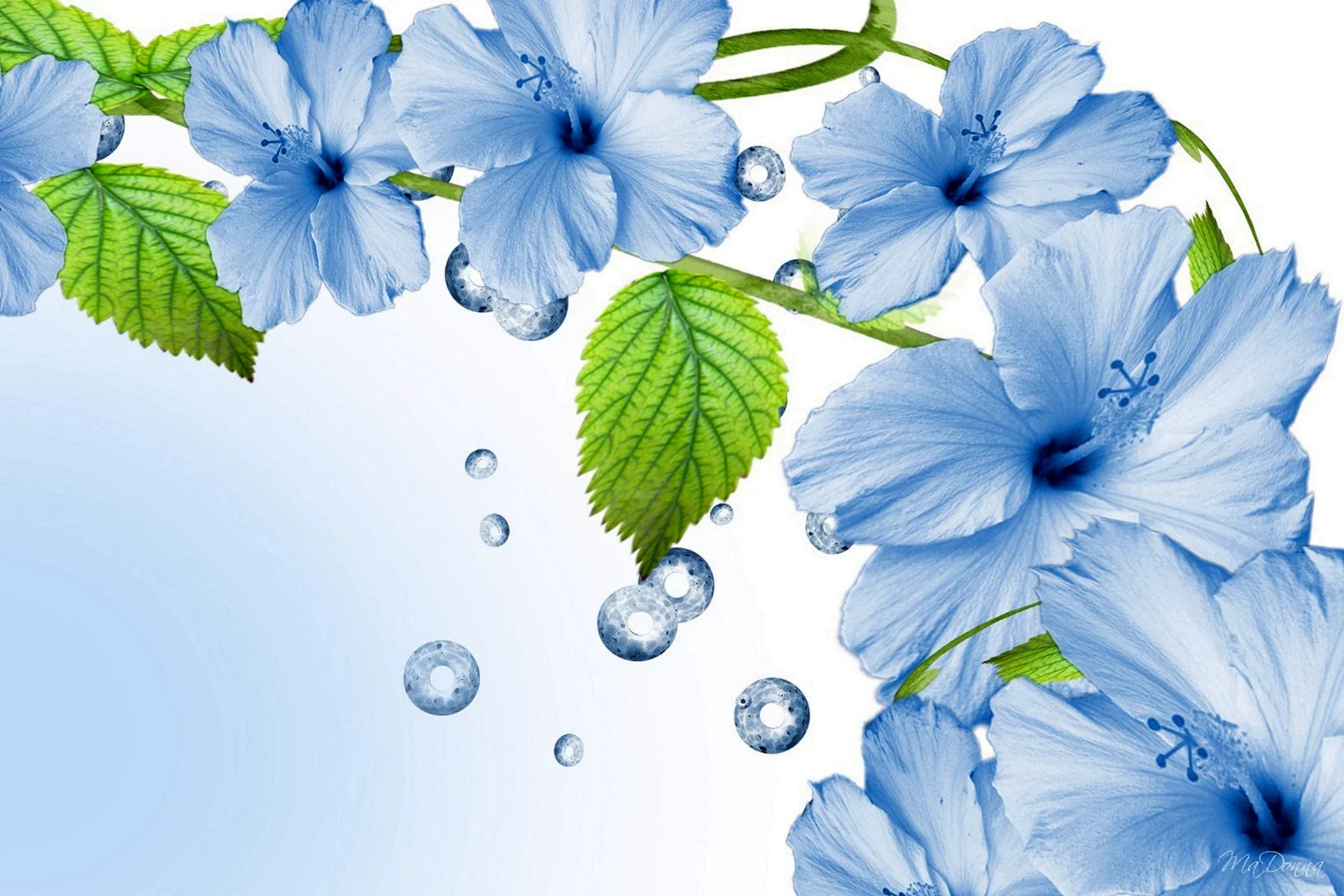 Голубые цветы на белом фоне