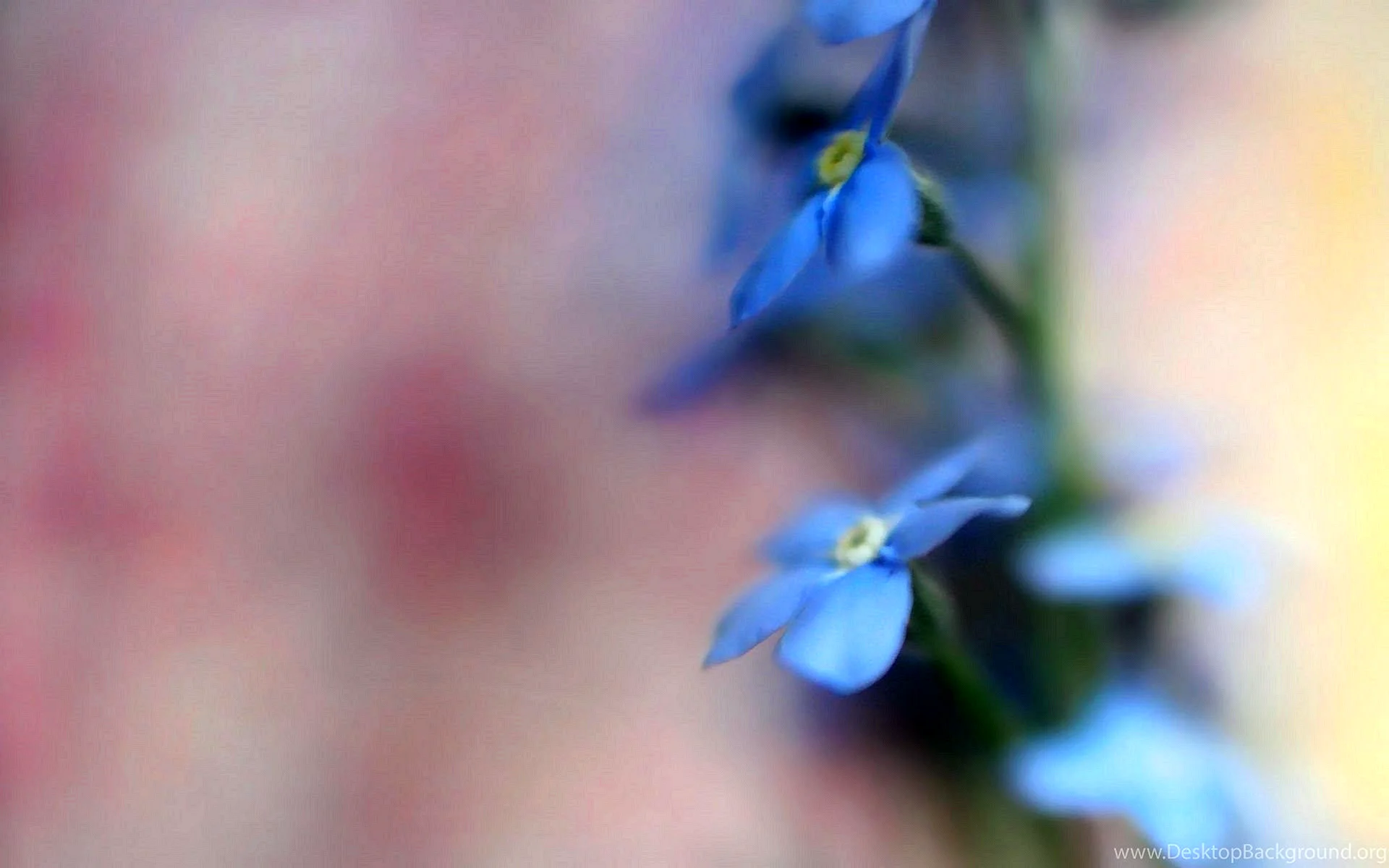 Голубые цветы на размытом фоне