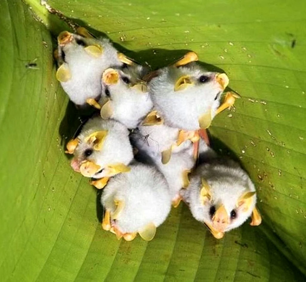Гондурасские белые летучие мыши