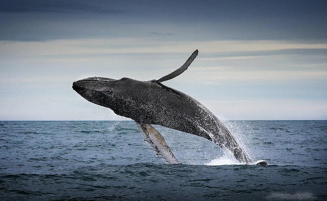 Горбач горбатый кит