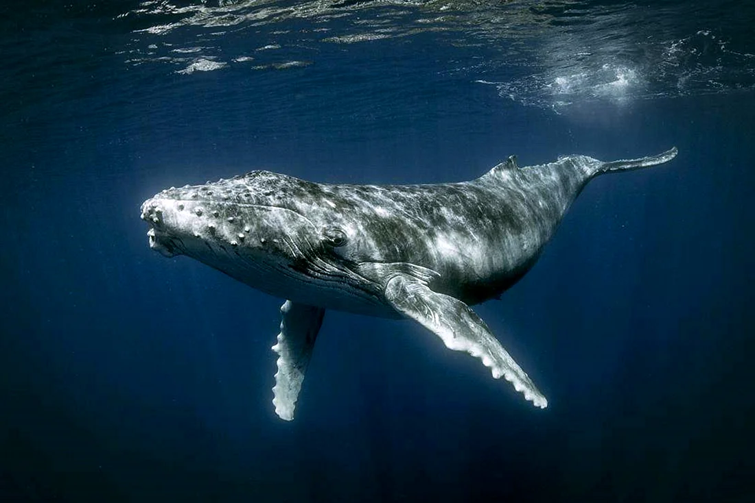 Горбач или горбатый кит