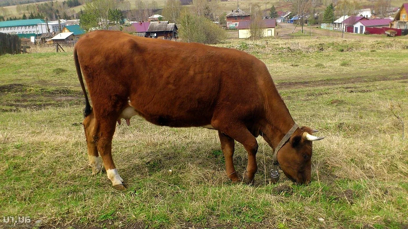 Горбатовская порода коров