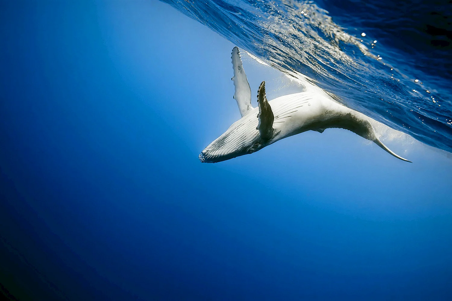 Горбатые киты National Geographic
