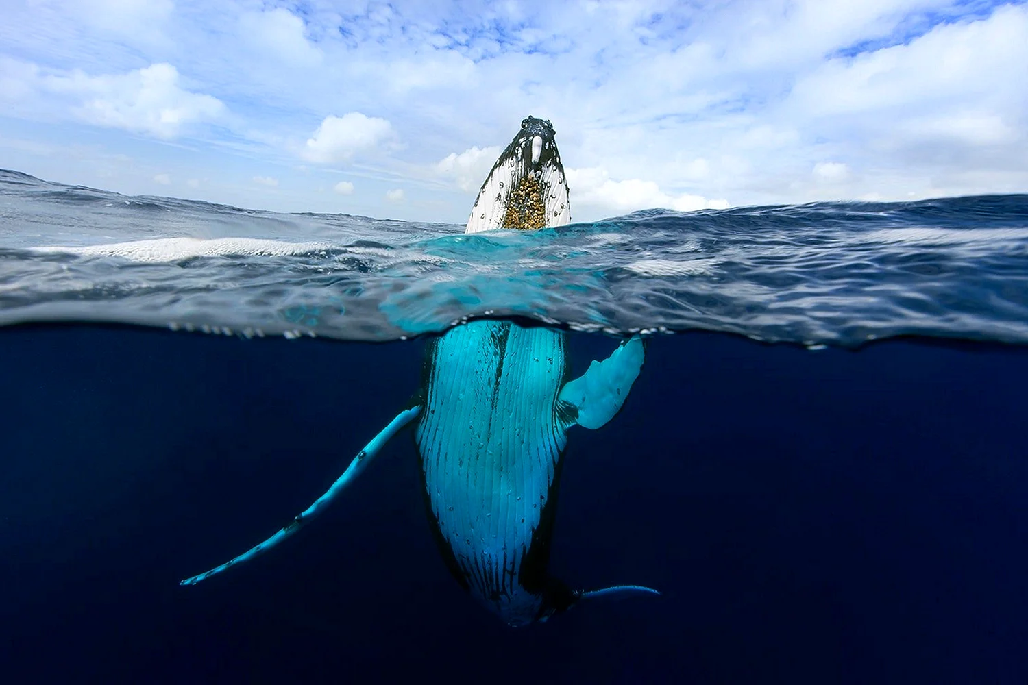 Горбатые киты National Geographic