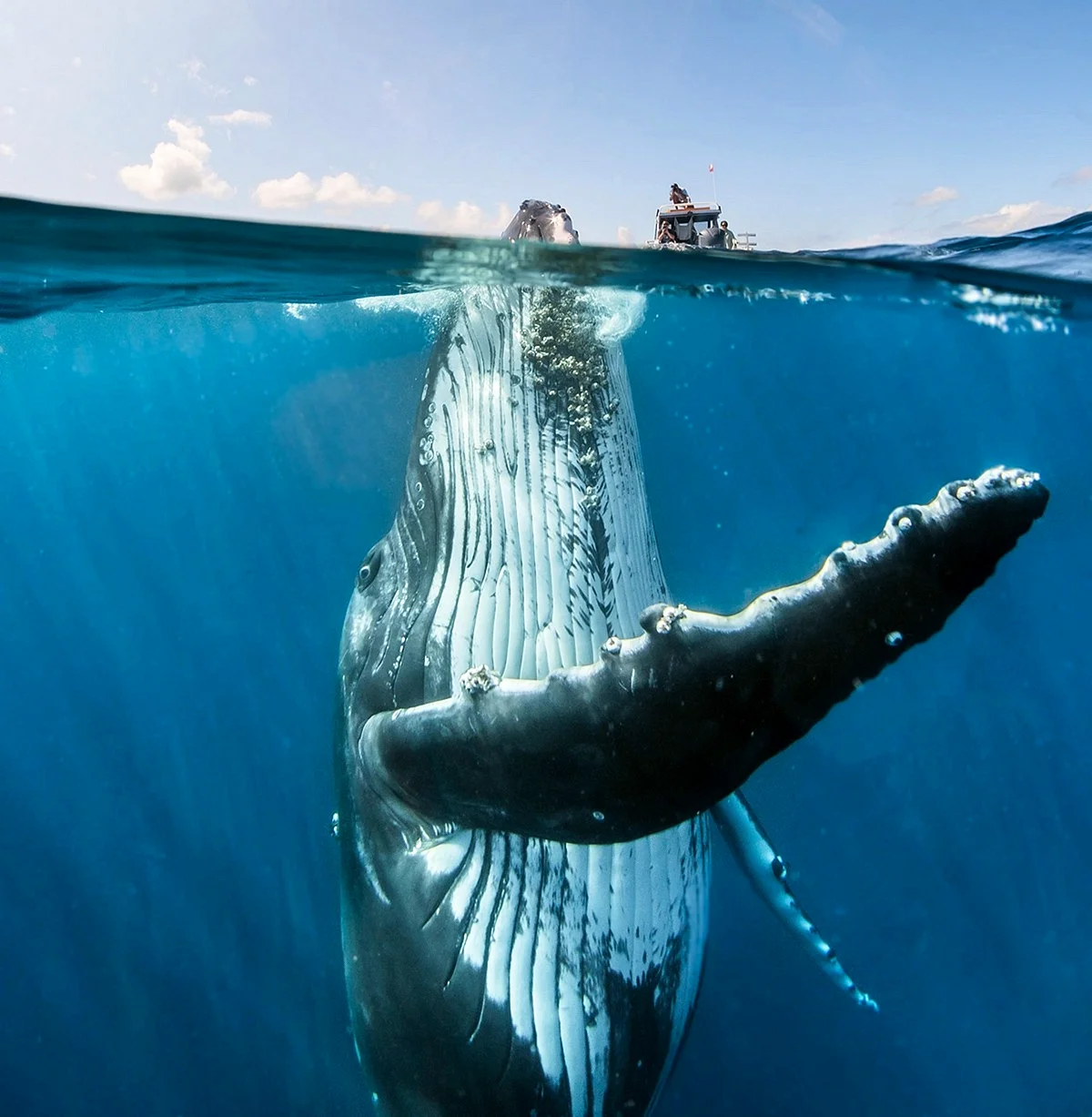 Горбатый кит и человек