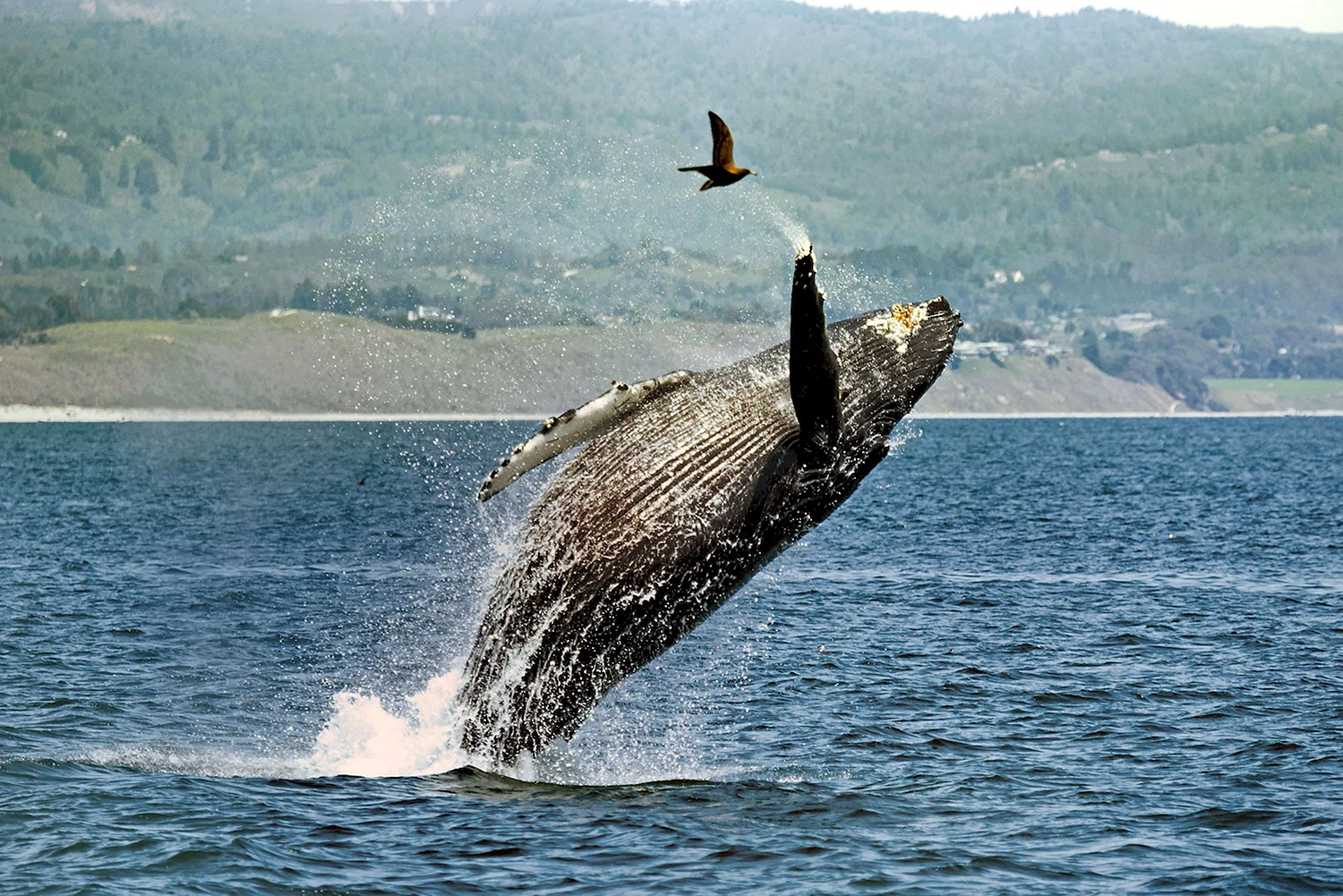 Горбатый кит Камчатка