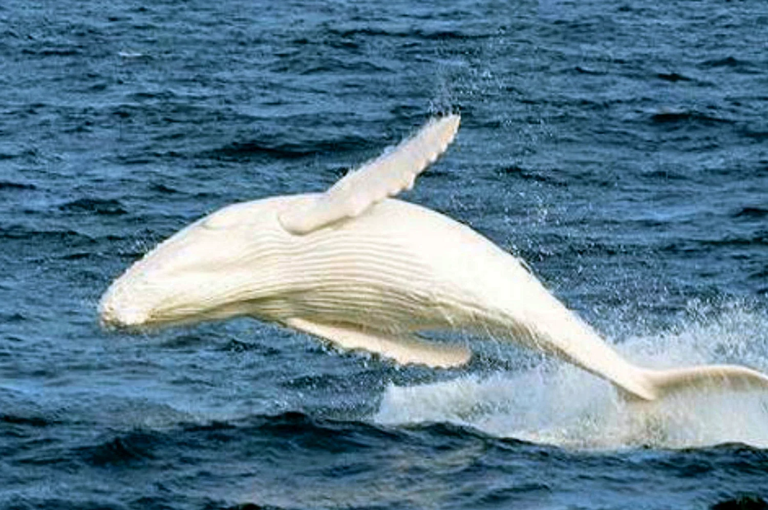 Горбатый кит Мигалу