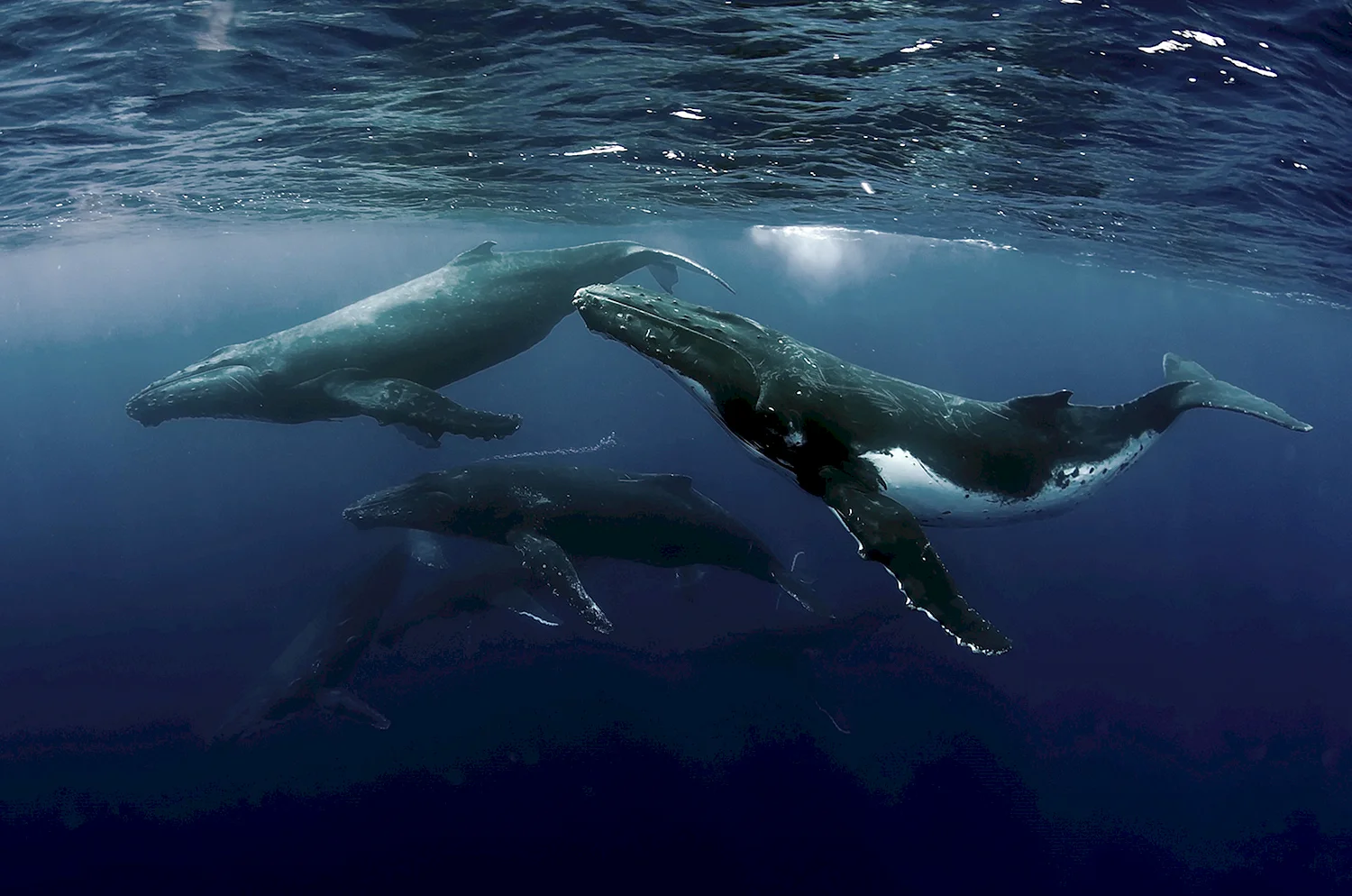 Горбатый кит миграция