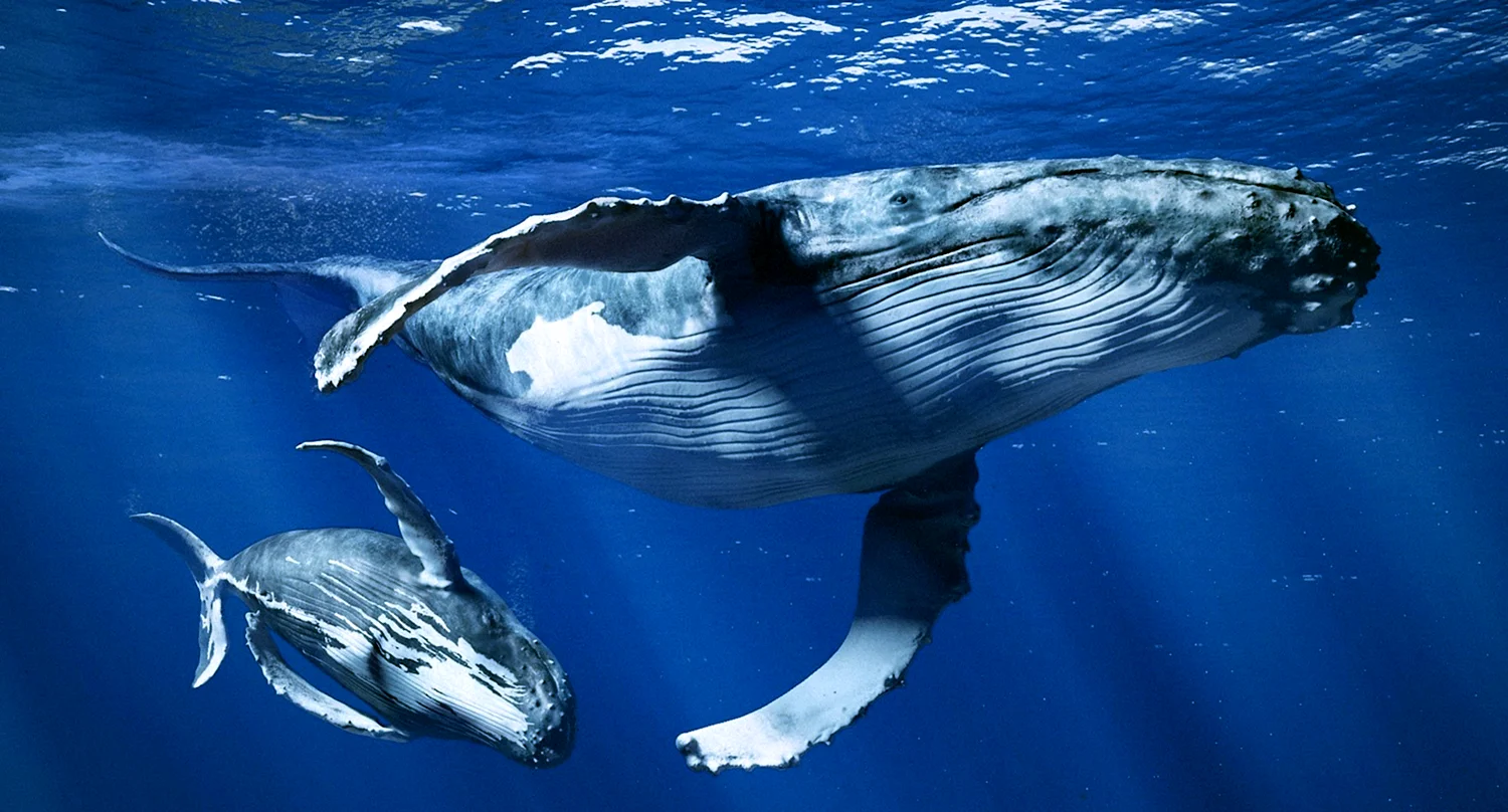 Горбатый кит с детенышем