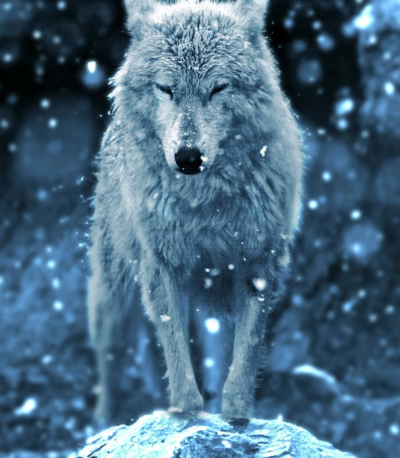 Гордый волк