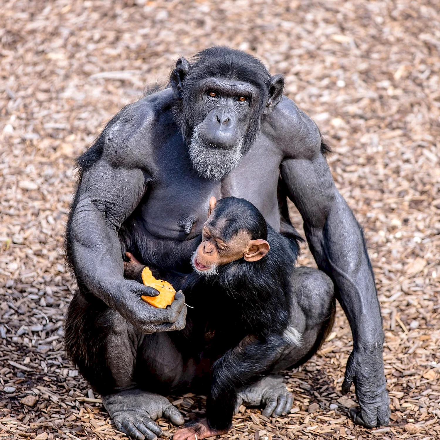 Горилла бонобо