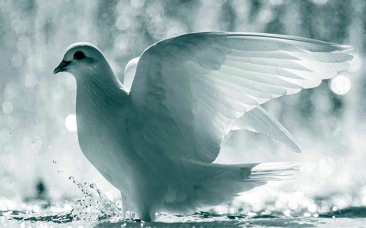 Горлица белая птица
