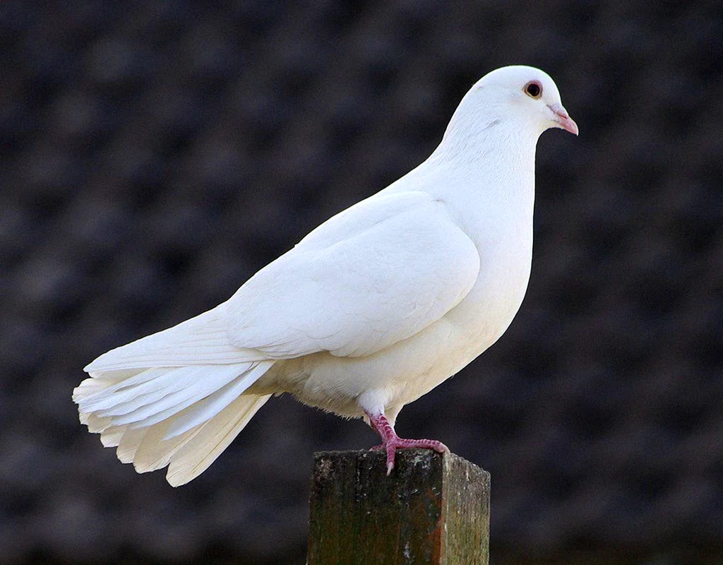 Горлица белая птица