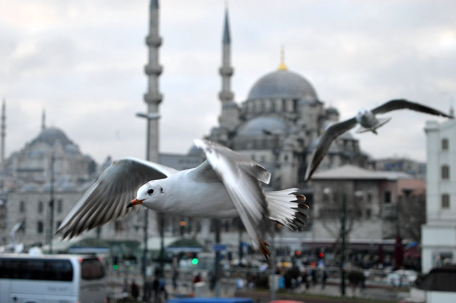 Горлицы в Стамбуле