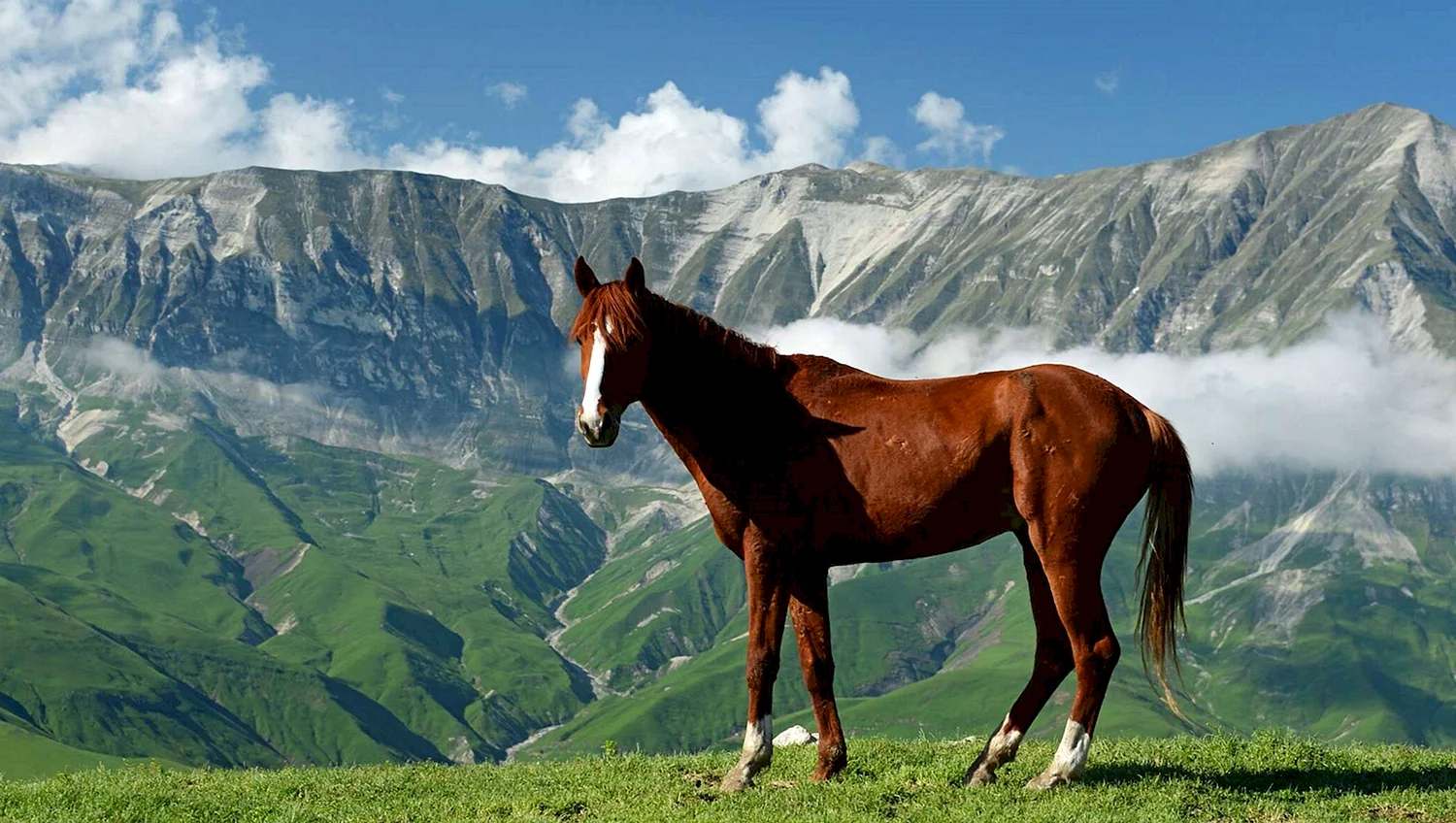 Горная Дагестанская порода лошадей
