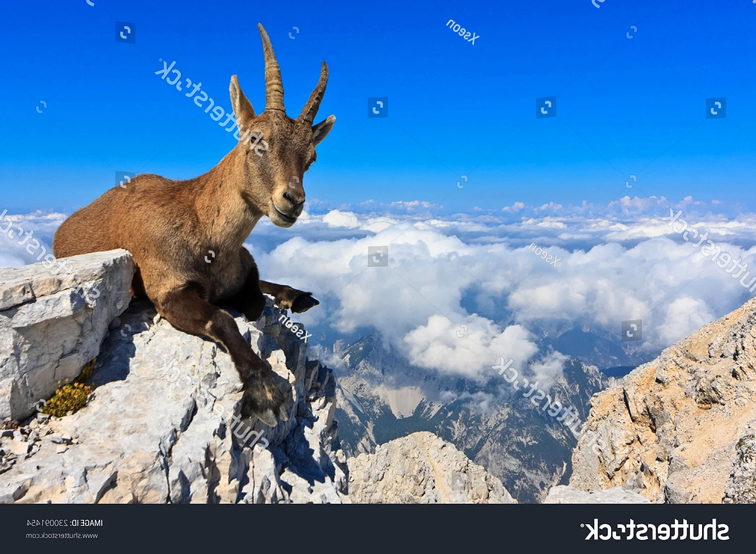 Горная коза Тоскана