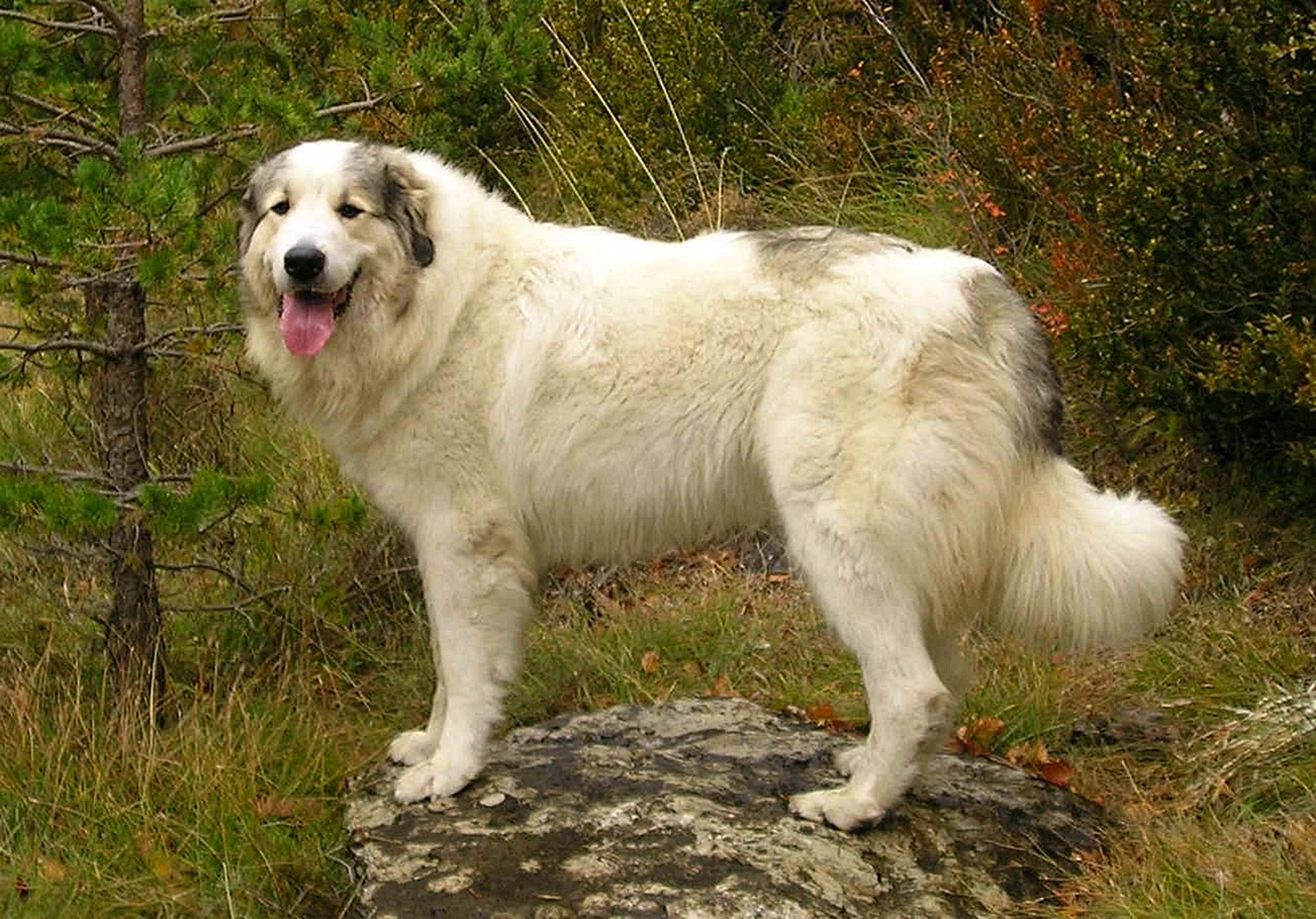 Горно Пиренейская овчарка белая