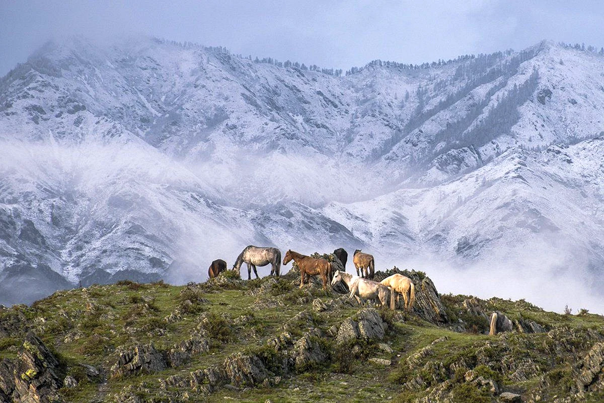 Горный Алтай горы кони