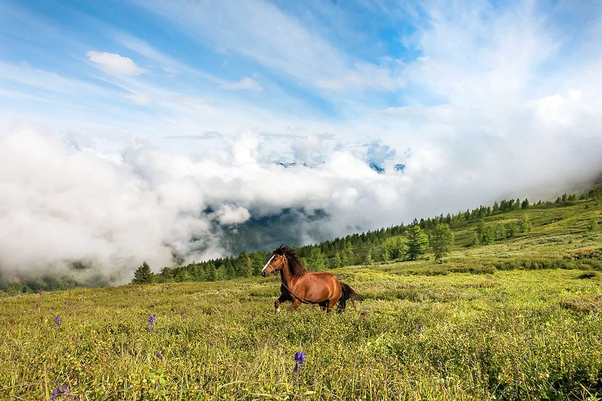 Горный Алтай горы Марал кони