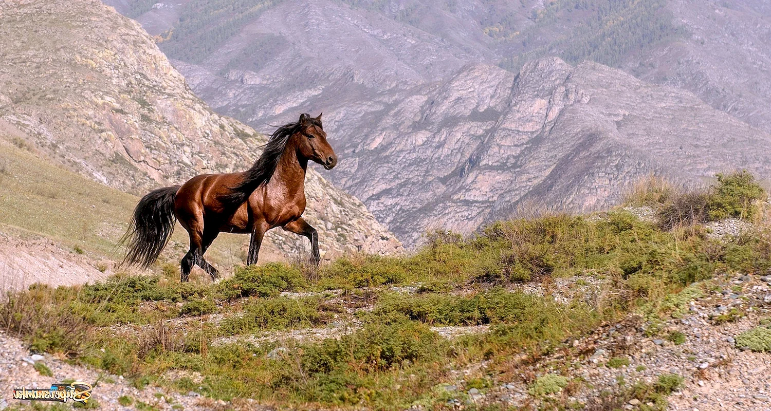 Горный Алтай кони