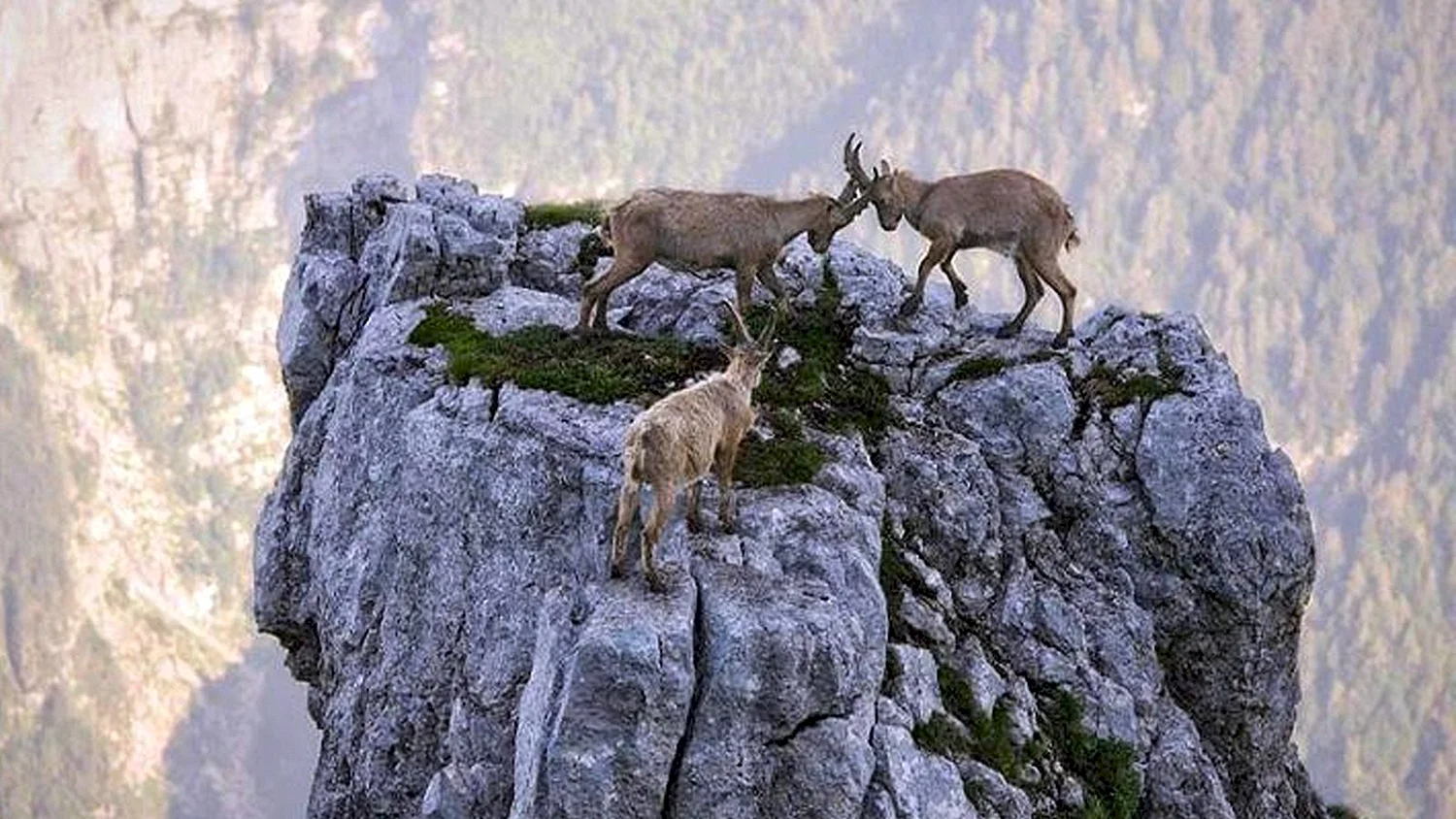 Горный козел на скале