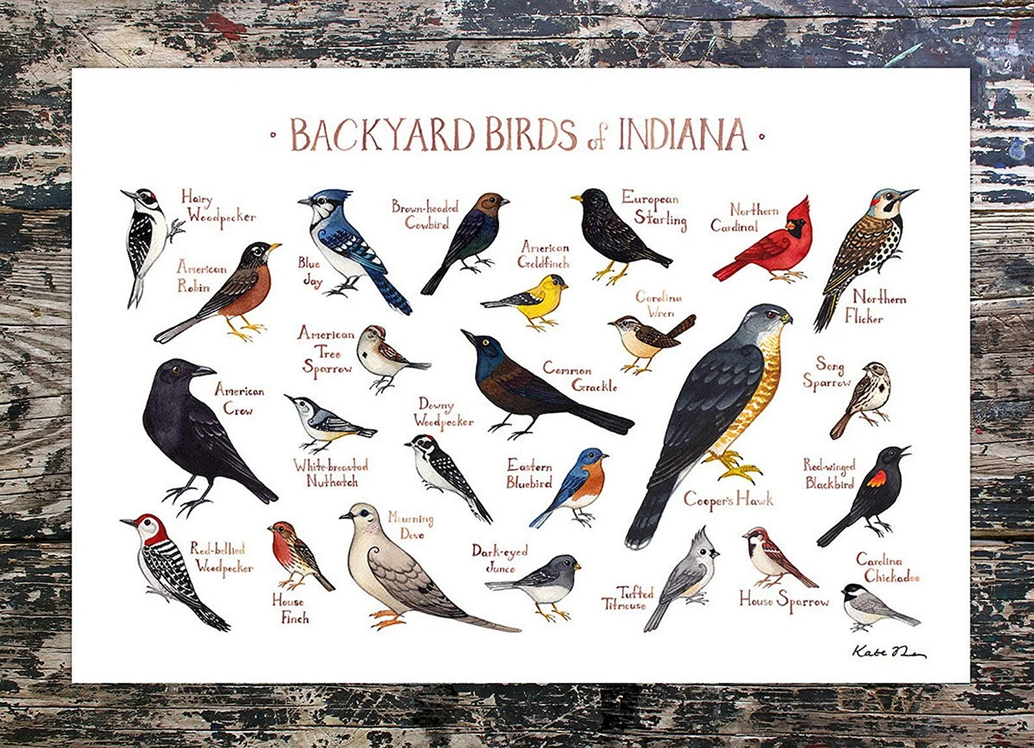 Городские птицы плакат