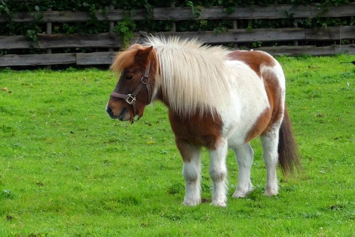 Готландский пони