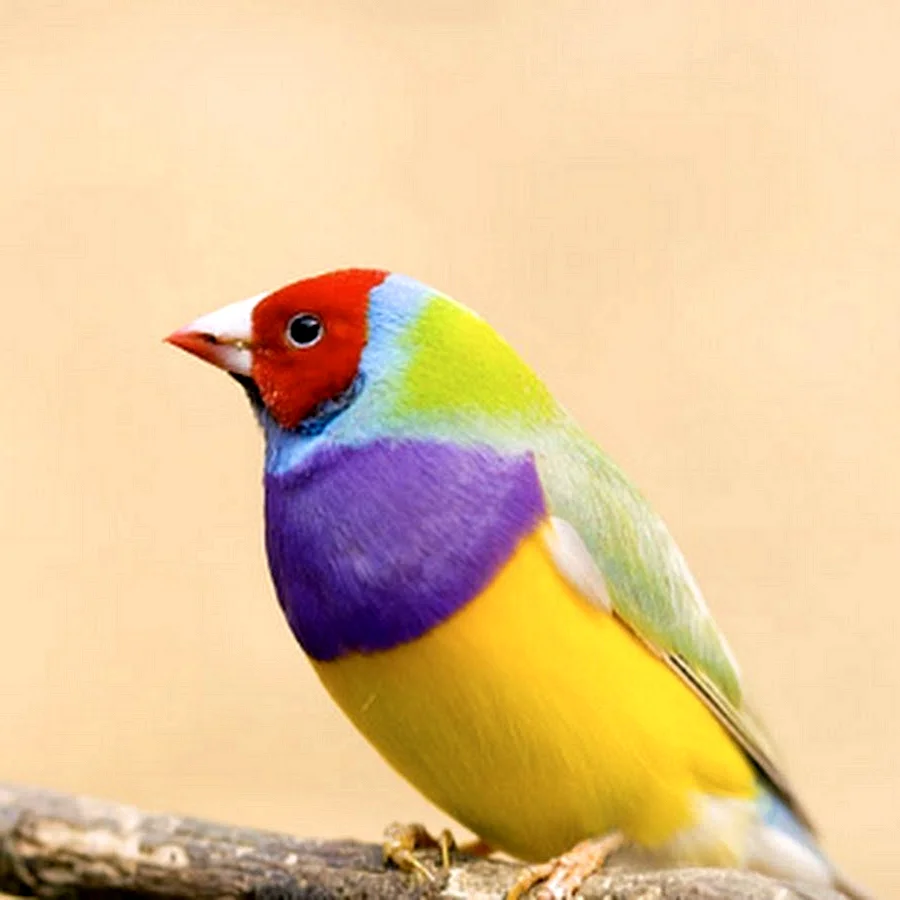 Gouldian Finch птица