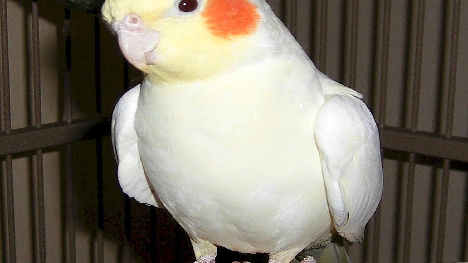Говорящий попугай корелла
