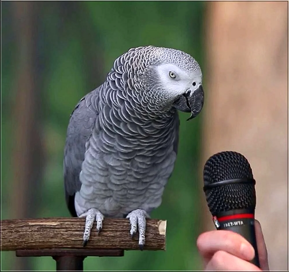 Говорящий попугай жако