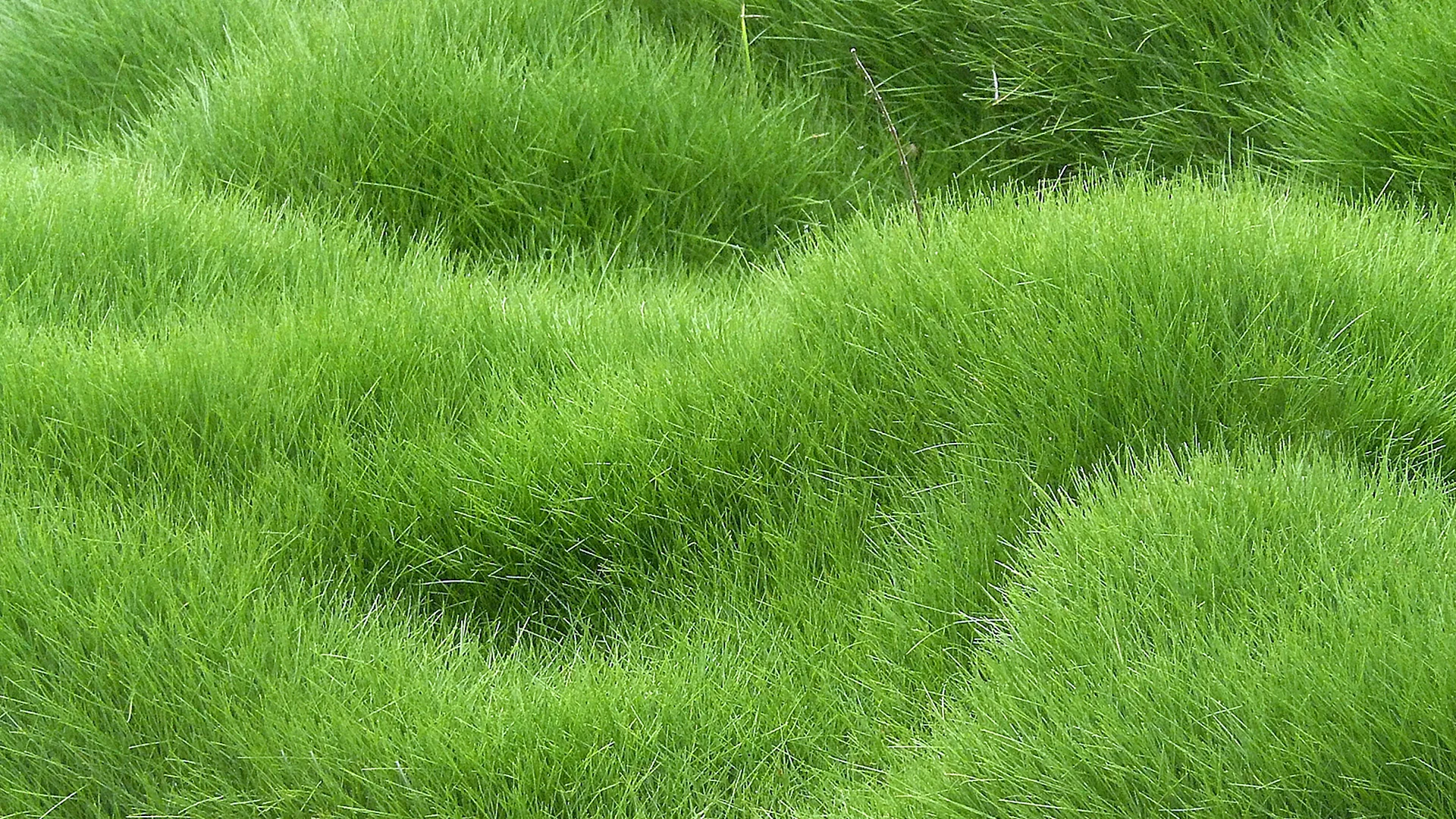 Grass Green ягель