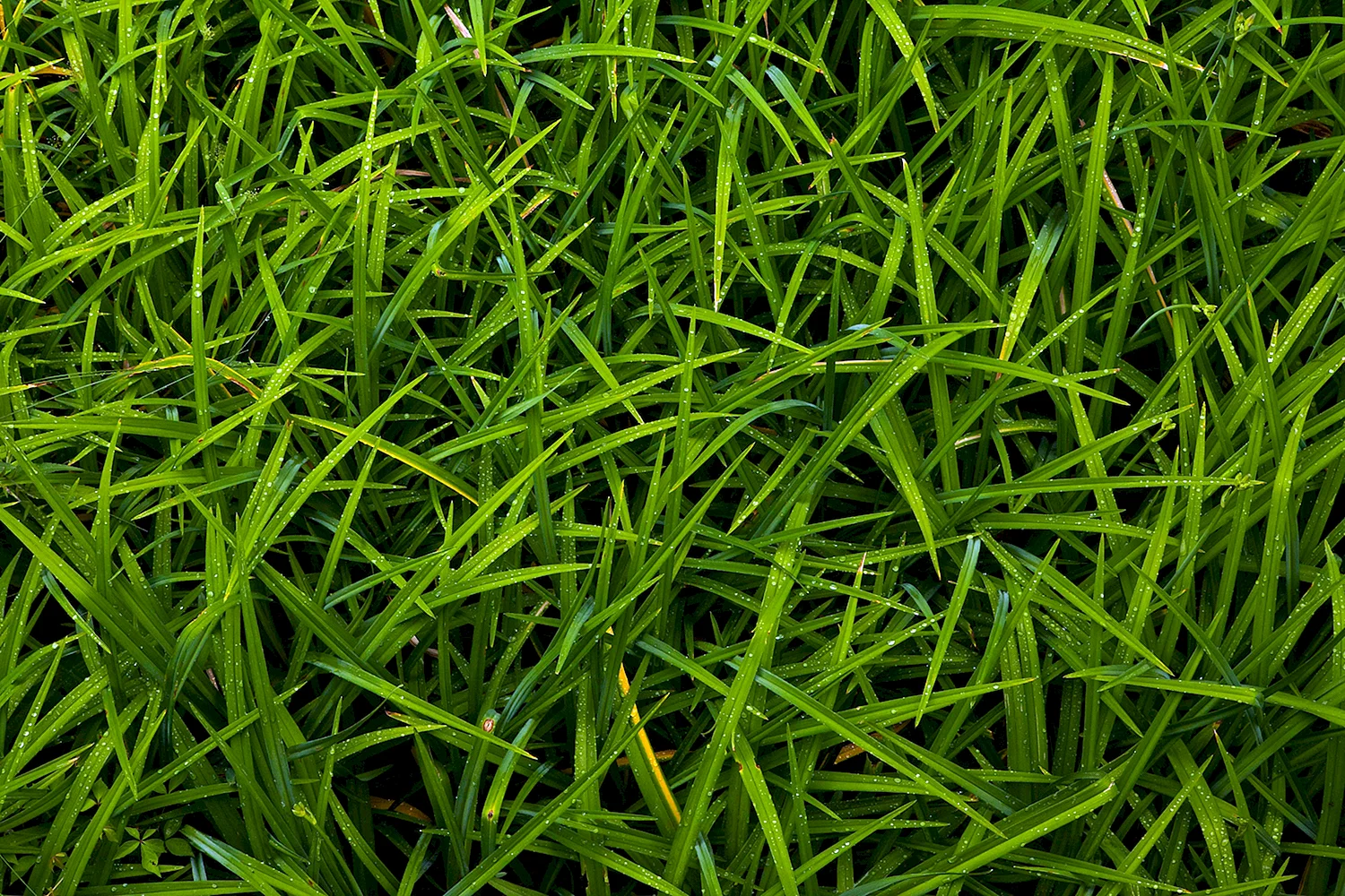 Grass texture seamless 4k