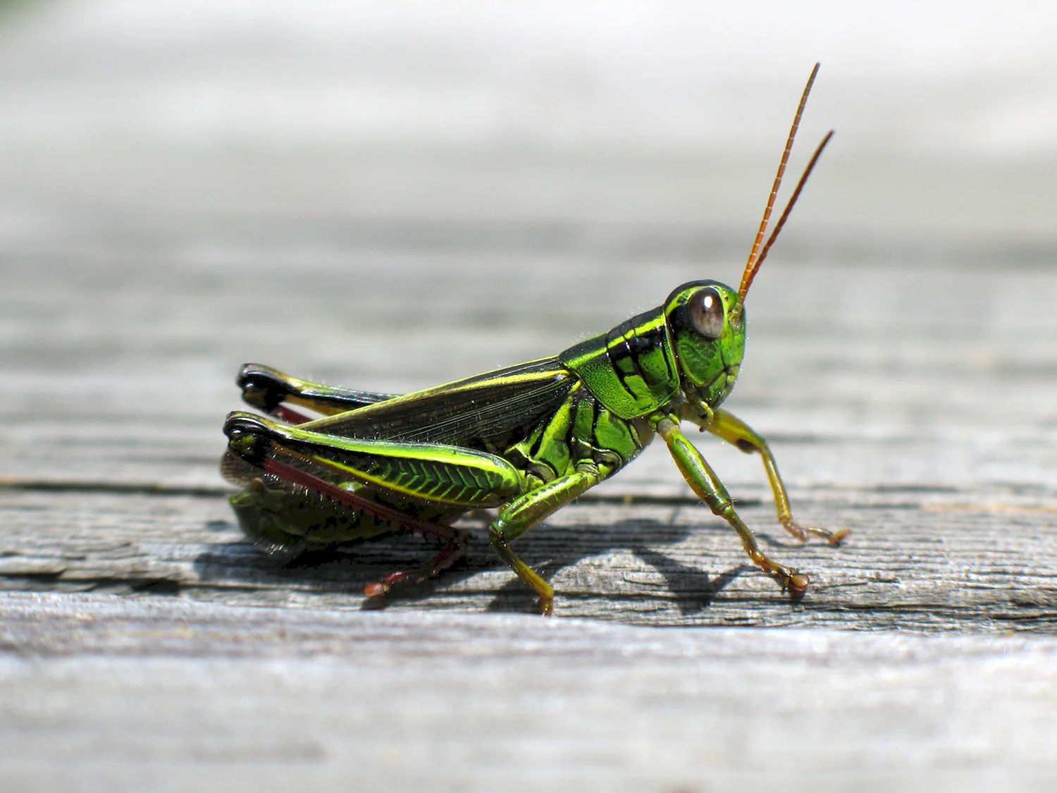 Grasshopper («кузнечик», 1946).