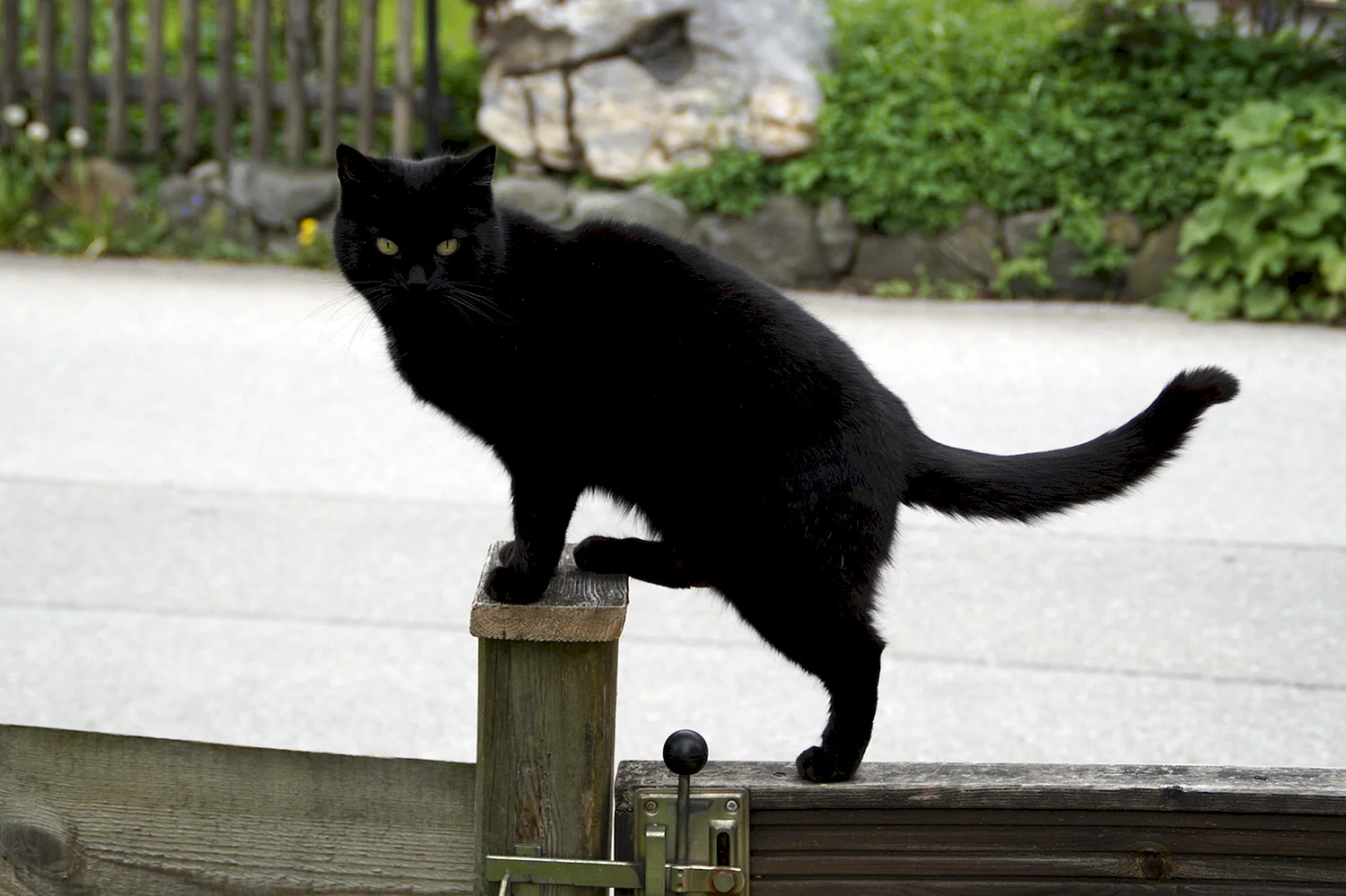 Грациозная черная кошка