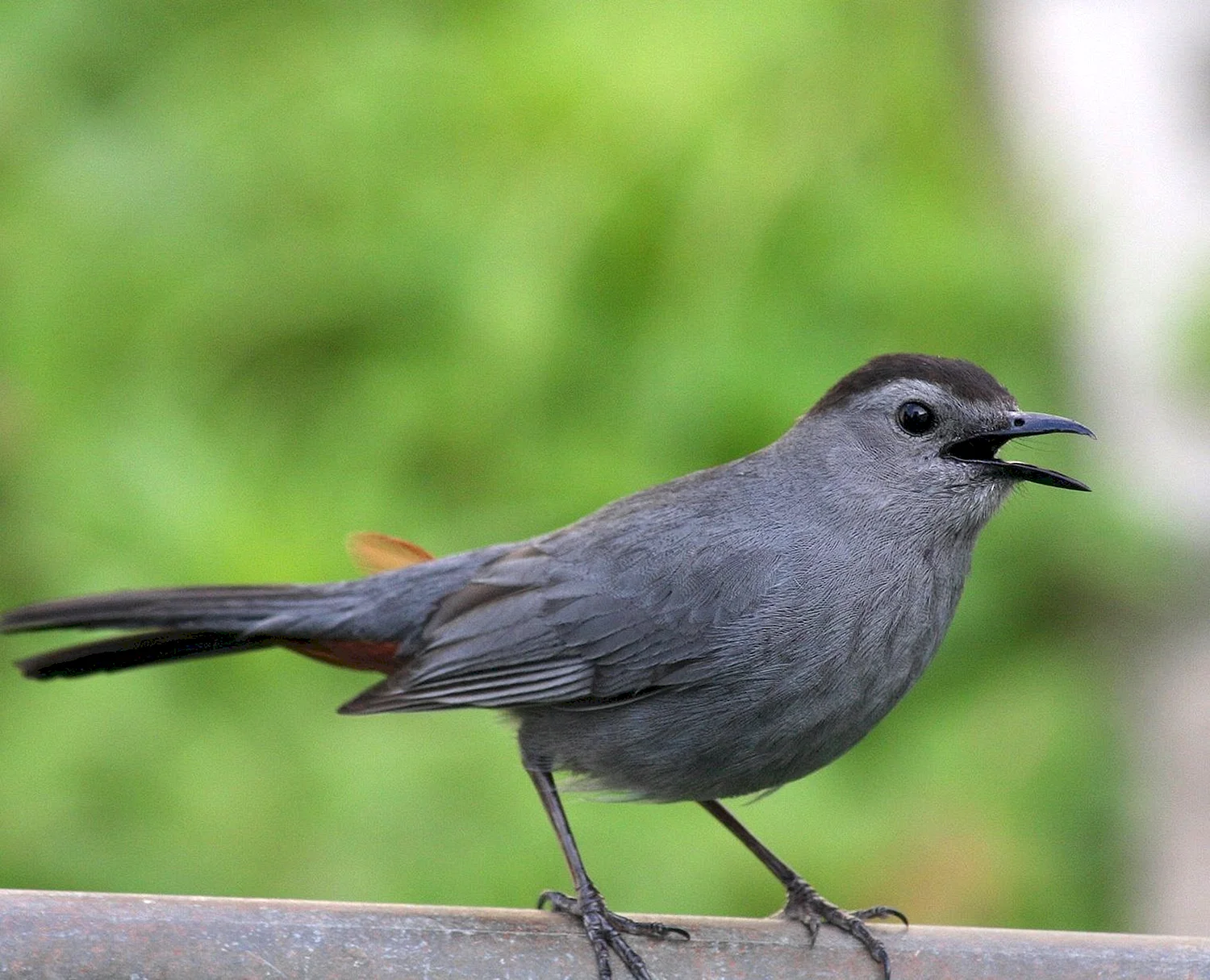 Gray Catbird птица